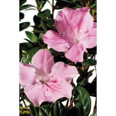 Azalea - Various Sizes 1 Gallon+